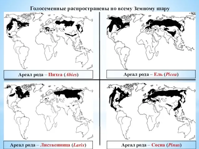 Голосеменные распространены по всему Земному шару