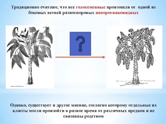 Традиционно считают, что все голосеменные произошли от одной из боковых ветвей разноспоровых