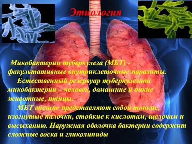 Микобактерии туберкулеза (МБТ) -факультативные внутриклеточные паразиты. Естественный резервуар туберкулезной микобактерии – человек,