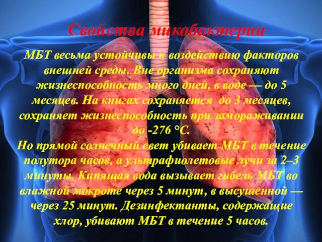 Свойства микобактерии МБТ весьма устойчивы к воздействию факторов внешней среды. Вне организма