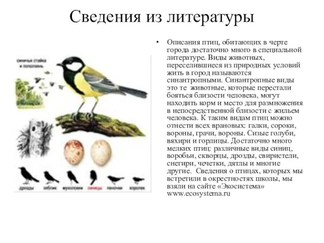 Сведения из литературы Описания птиц, обитающих в черте города достаточно много в