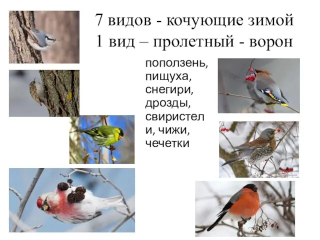 7 видов - кочующие зимой 1 вид – пролетный - ворон поползень,