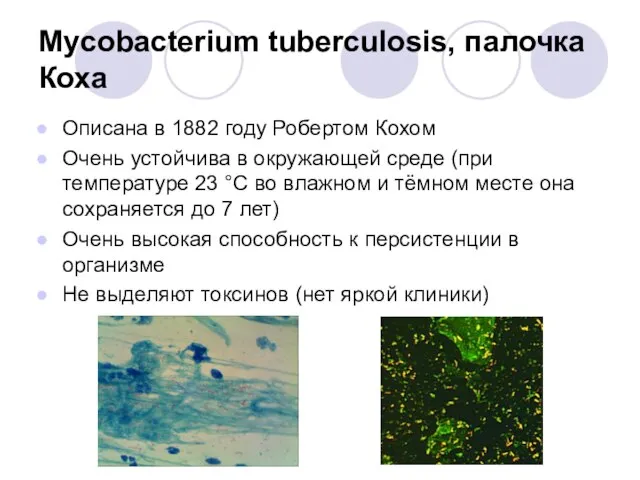 Mycobacterium tuberculosis, палочка Коха Описана в 1882 году Робертом Кохом Очень устойчива