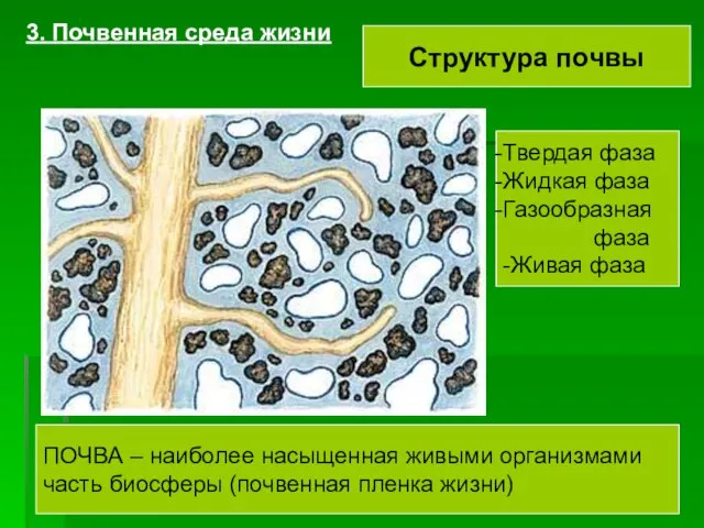 3. Почвенная среда жизни Структура почвы Твердая фаза Жидкая фаза Газообразная фаза