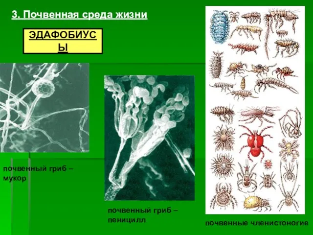 3. Почвенная среда жизни ЭДАФОБИУСЫ почвенные членистоногие почвенный гриб – мукор почвенный гриб – пеницилл