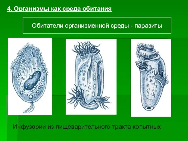 4. Организмы как среда обитания Обитатели организменной среды - паразиты Инфузории из пищеварительного тракта копытных