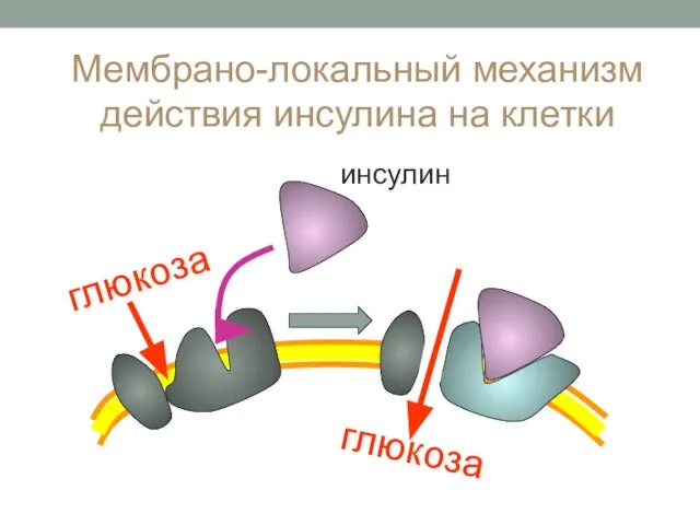 глюкоза глюкоза инсулин Мембрано-локальный механизм действия инсулина на клетки