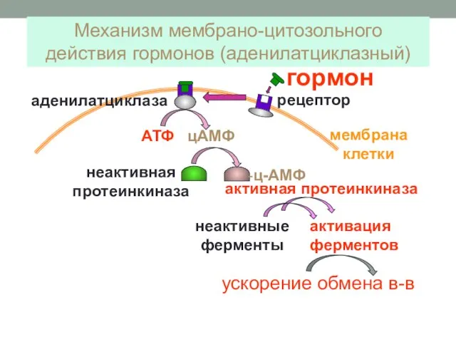 неактивная протеинкиназа активная протеинкиназа неактивные ферменты активация ферментов мембрана клетки АТФ цАМФ