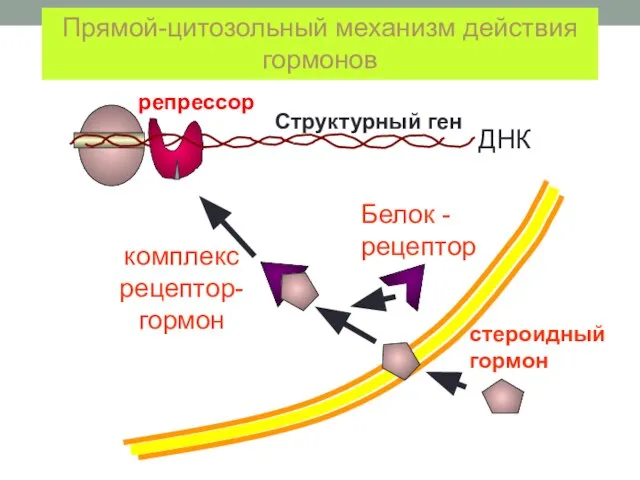 репрессор Структурный ген ДНК стероидный гормон Белок - рецептор комплекс рецептор-гормон Прямой-цитозольный механизм действия гормонов