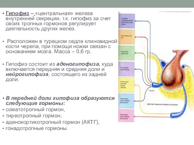 Гипофиз – «центральная» железа внутренней секреции, т.к. гипофиз за счет своих тропных