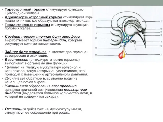 Тиреотропный гормон стимулирует функцию щитовидной железы. Адренокортикотропный гормон стимулирует кору надпочечников, где