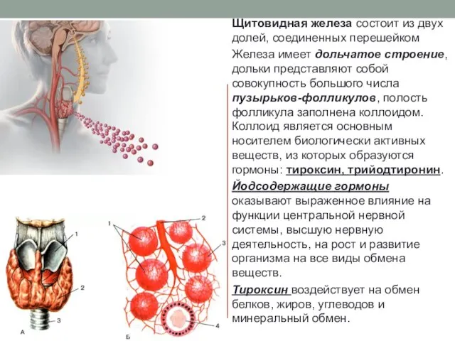 Щитовидная железа состоит из двух долей, соединенных перешейком Железа имеет дольчатое строение,