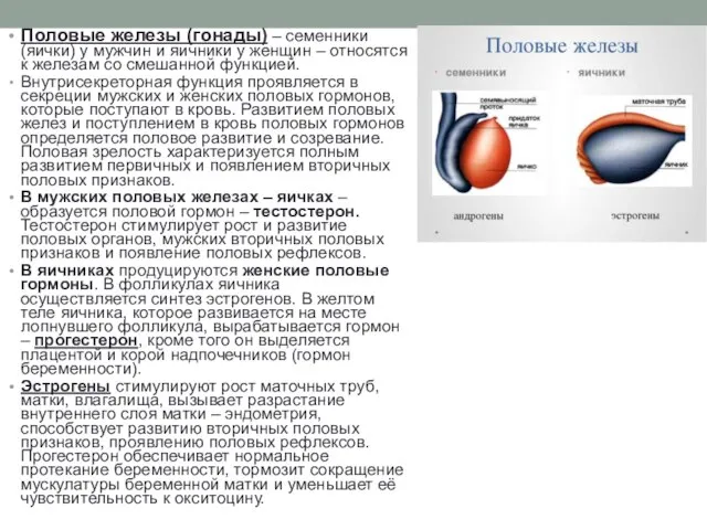 Половые железы (гонады) – семенники (яички) у мужчин и яичники у женщин