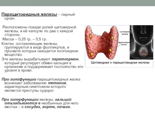 Паращитовидные железы – парный орган. Расположены позади долей щитовидной железы, в её