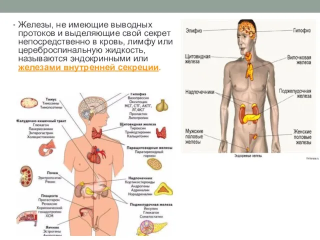 Железы, не имеющие выводных протоков и выделяющие свой секрет непосредственно в кровь,