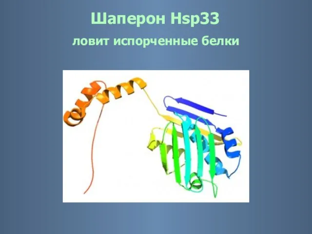 Шаперон Hsp33 ловит испорченные белки