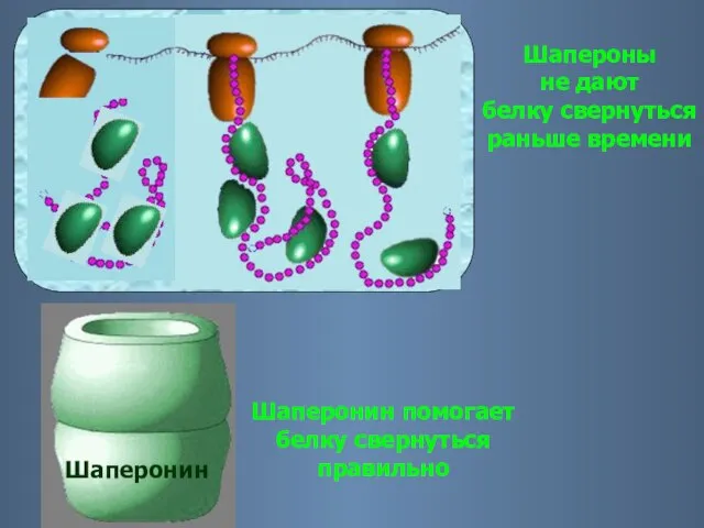 Шапероны не дают белку свернуться раньше времени Шаперонин помогает белку свернуться правильно Шаперонин