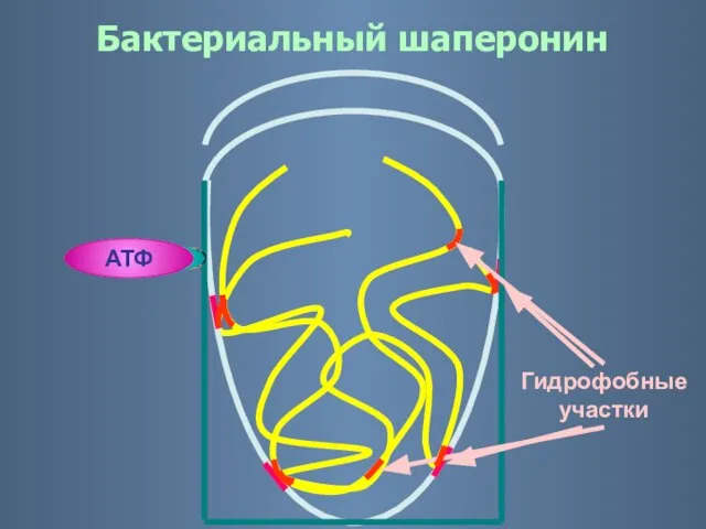 Ф АДФ АТФ Гидрофобные участки Бактериальный шаперонин