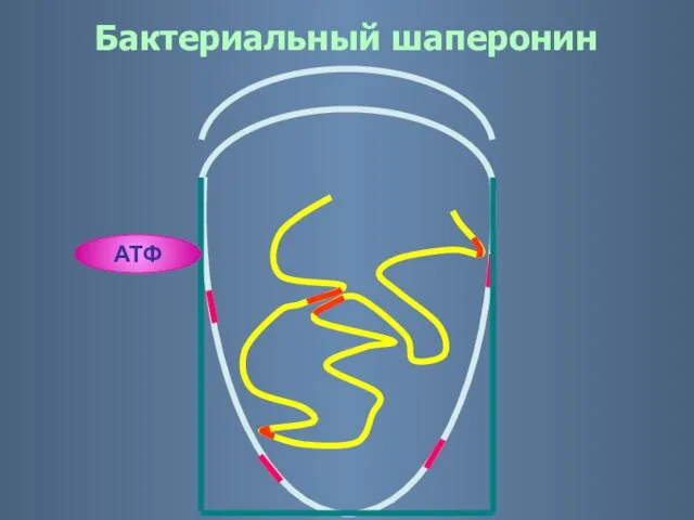 Ф АДФ АТФ Бактериальный шаперонин