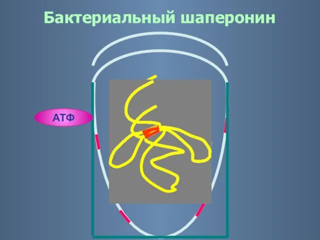 Ф АДФ АТФ Бактериальный шаперонин