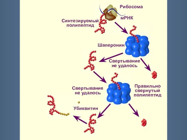 Рибосома мРНК Синтезируемый полипептид Шаперонин Правильно свернутый полипептид Свертывание не удалось Убиквитин Свертывание не удалось