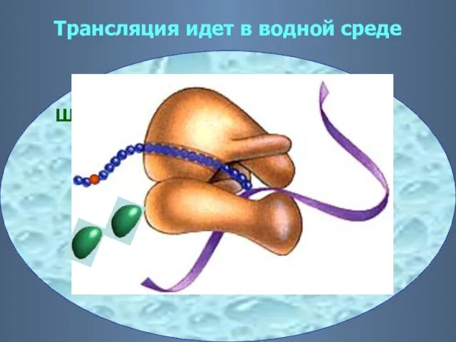 Трансляция идет в водной среде Водная среда Шаперон