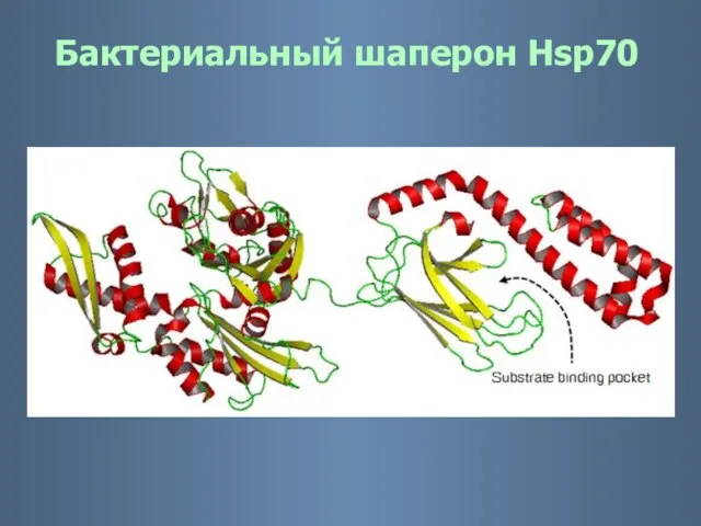 Бактериальный шаперон Hsp70