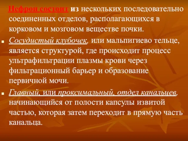 Нефрон состоит из нескольких последовательно соединенных отделов, располагающихся в корковом и мозговом