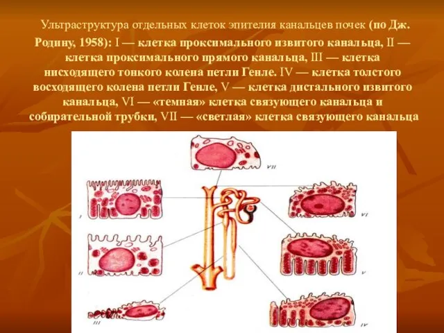 Ультраструктура отдельных клеток эпителия канальцев почек (по Дж. Родину, 1958): I —