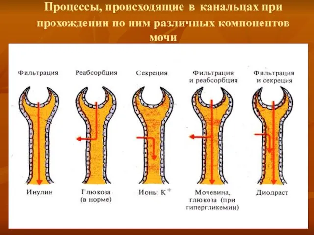 Процессы, происходящие в канальцах при прохождении по ним различных компонентов мочи