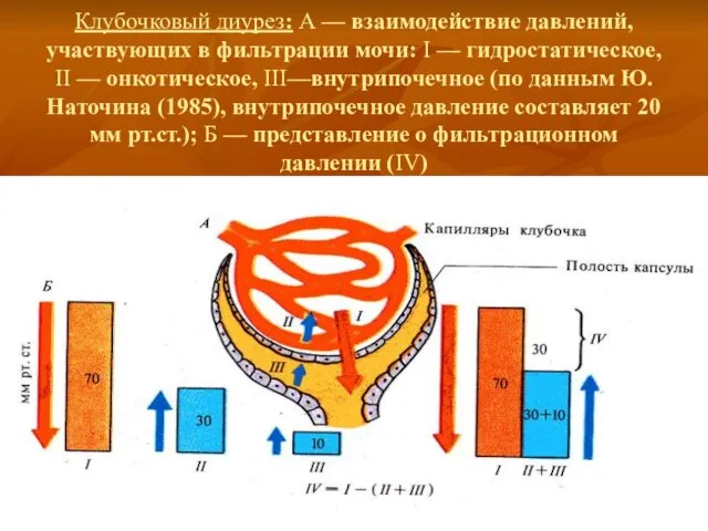 Клубочковый диурез: А — взаимодействие давлений, участвующих в фильтрации мочи: I —