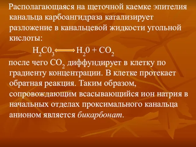 Располагающаяся на щеточной каемке эпителия канальца карбоангидраза катализирует разложение в канальцевой жидкости