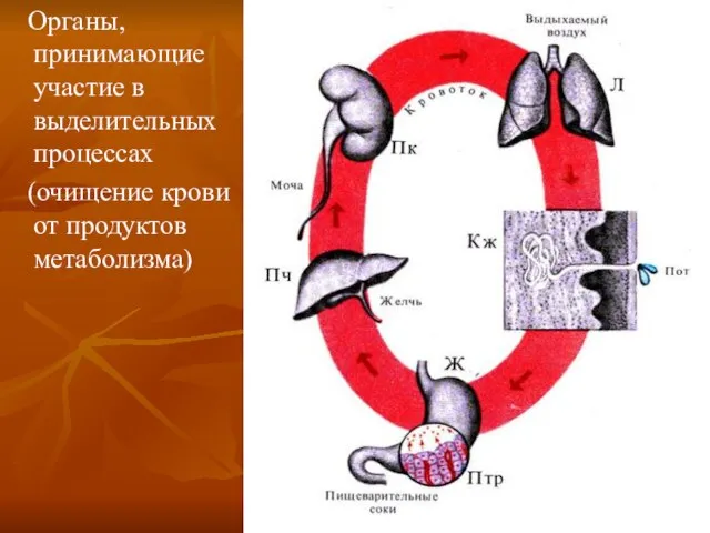 Органы, принимающие участие в выделительных процессах (очищение крови от продуктов метаболизма)