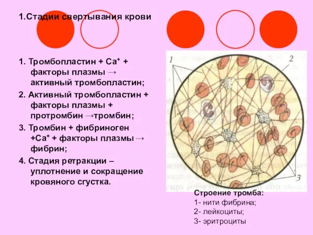 1.Стадии свертывания крови 1. Тромбопластин + Са+ + факторы плазмы → активный