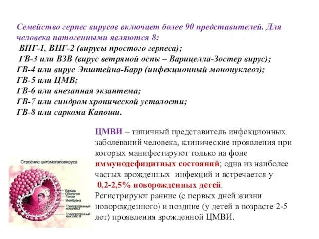 Семейство герпес вирусов включает более 90 представителей. Для человека патогенными являются 8: