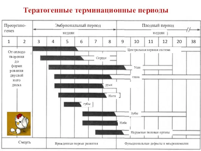 Преоргано-генез Эмбриональный период Плодный период недели недели От оплодо творения до форми