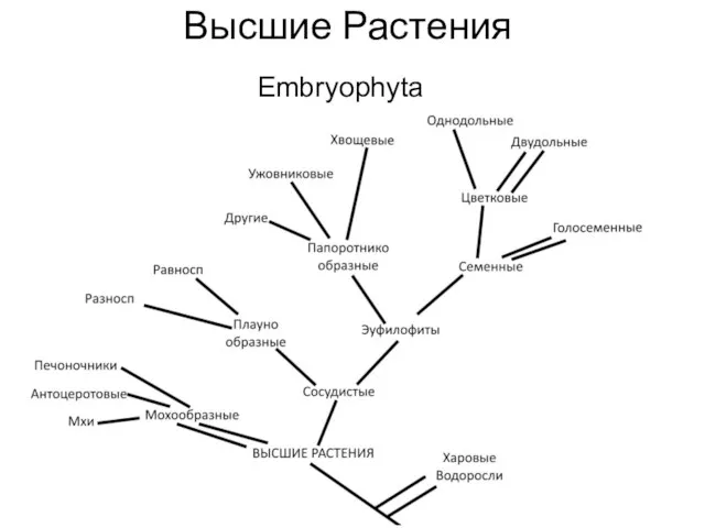 Высшие Растения Embryophyta