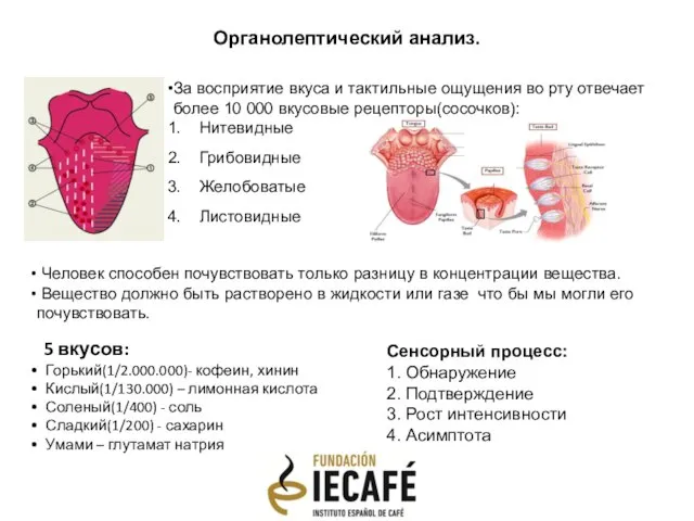 Органолептический анализ. За восприятие вкуса и тактильные ощущения во рту отвечает более