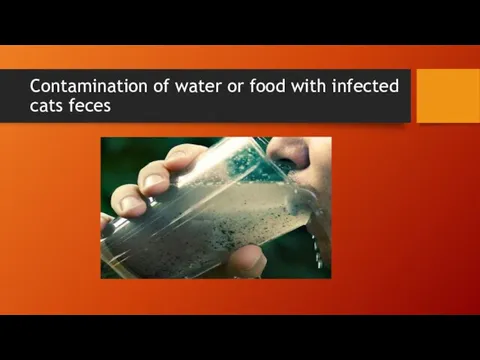 Contamination of water or food with infected cats feces