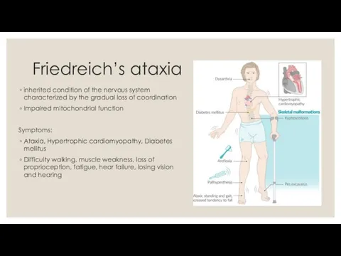 Friedreich’s ataxia inherited condition of the nervous system characterized by the gradual