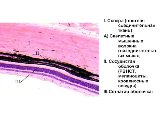 I. Склера (плотная соединительная ткань) А) Скелетные мышечные волокна глазодвигательных мышц. II.