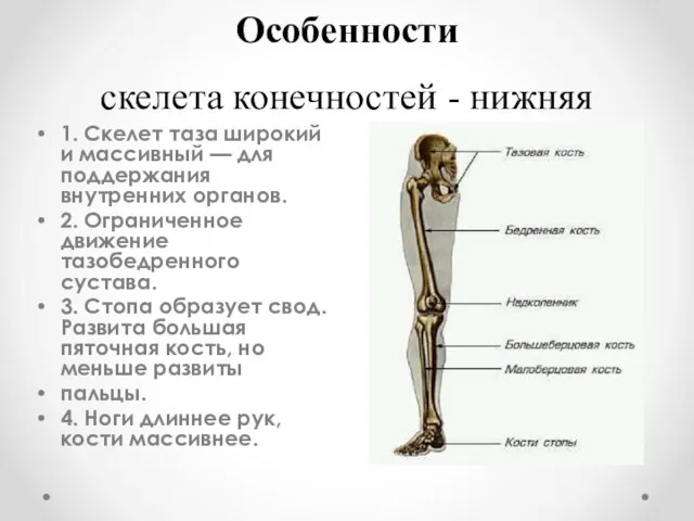 Особенности скелета конечностей - нижняя 1. Скелет таза широкий и массивный —