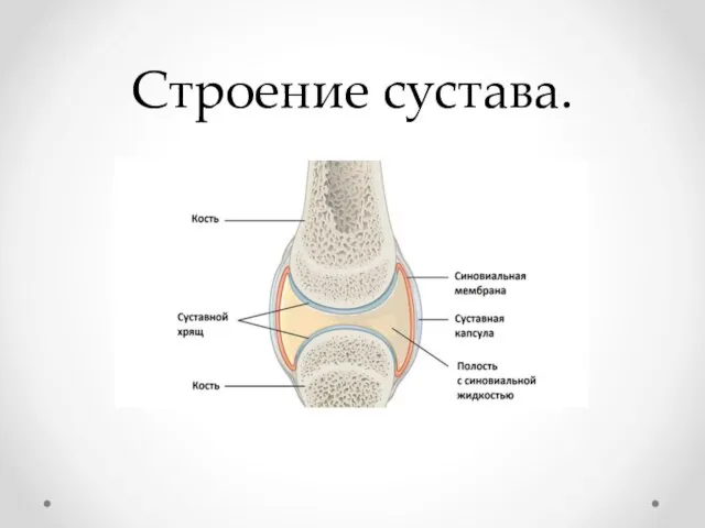 Строение сустава.