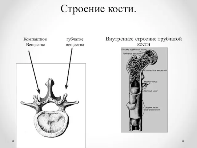 Строение кости. Компактное губчатое Вещество вещество Внутреннее строение трубчатой кости