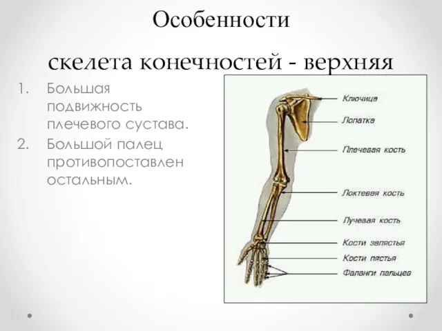 Особенности скелета конечностей - верхняя Большая подвижность плечевого сустава. Большой палец противопоставлен остальным.
