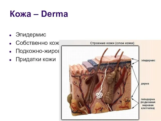 Кожа – Derma Эпидермис Собственно кожа - дерма Подкожно-жировая клетчатка – гиподерма Придатки кожи