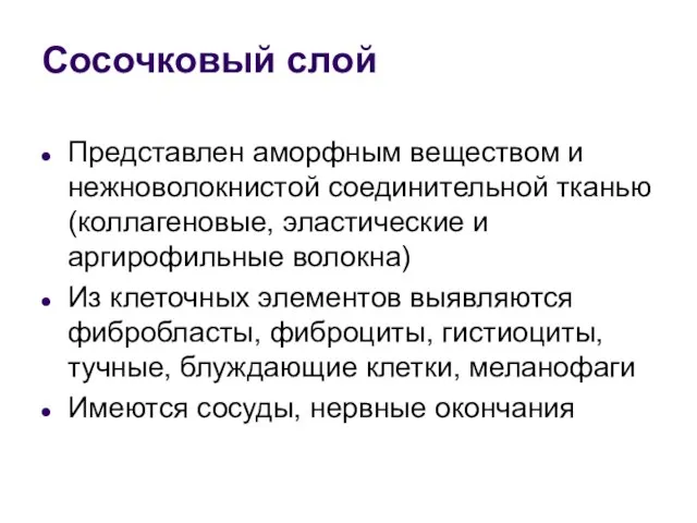 Сосочковый слой Представлен аморфным веществом и нежноволокнистой соединительной тканью (коллагеновые, эластические и