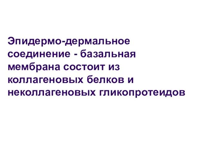 Эпидермо-дермальное соединение - базальная мембрана состоит из коллагеновых белков и неколлагеновых гликопротеидов