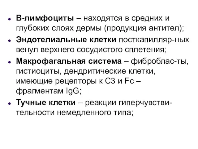 В-лимфоциты – находятся в средних и глубоких слоях дермы (продукция антител); Эндотелиальные