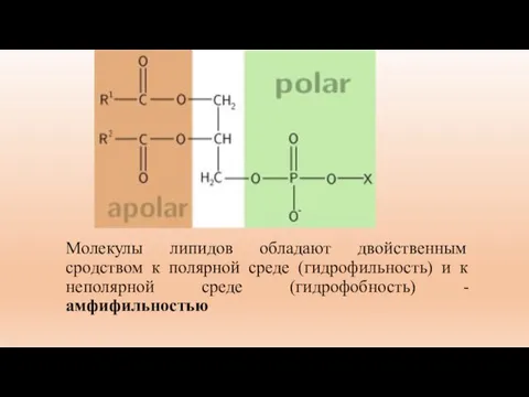 Молекулы липидов обладают двойственным сродством к полярной среде (гидрофильность) и к неполярной среде (гидрофобность) - амфифильностью